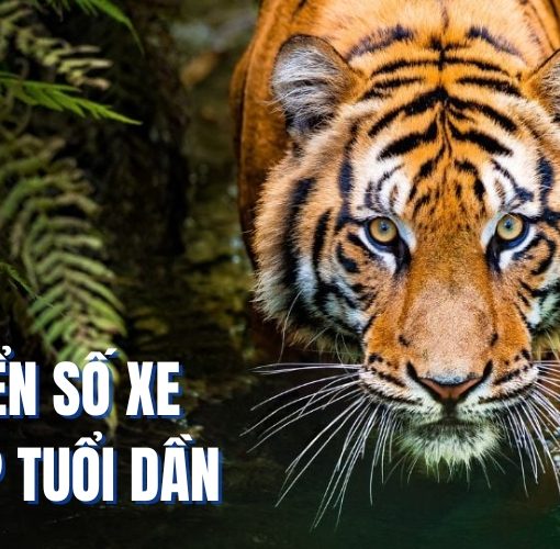 biển số xe hợp tuổi dần