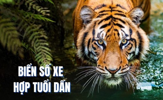 biển số xe hợp tuổi dần