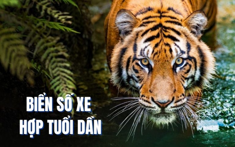 biển số xe hợp tuổi dần